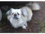 Adopt Luke a Golden Retriever