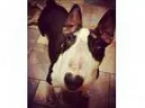 Adopt Shirley a Bull Terrier