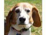 Adopt Jack a Tricolor (TanBrown and Black and White) Beagle  Mix