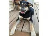 Adopt Willoughby a German Shepherd Dog