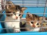 Adopt Callie a Brown Tabby Domestic Shorthair (short coat) cat i