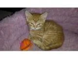 Adopt Pickle a Orange or Red Domestic Shorthair  Mixed cat in We