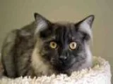Adopt DUKE a Domestic Mediumhair  Mixed (medium coat) cat in Gra