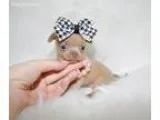Tiny Amber