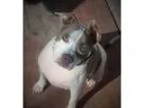 Adopt Diamond a Staffordshire Bull Terrier Bullmastiff