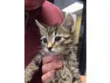 Adopt Dodger a Domestic Shorthair  Mixed (short coat) cat in Cin