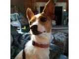 Adopt Valentine a TanYellowFawn - with White Rat Terrier  Terrie