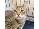 Adopt Geronimo a Domestic Shorthair  Mixed cat in Menands NY (15