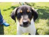 Adopt Saint a Labrador Retriever