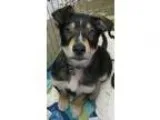 Adopt Rowlf a Tricolor (TanBrown and Black and White) German She