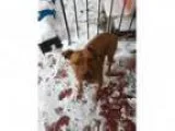 Adopt Levi a Pit Bull Terrier