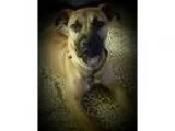 Adopt Fargo a TanYellowFawn - with Black Boxer  Labrador Retriev