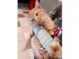 Found Orange Male Tabby Cat