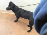 Adopt LUCKY a Labrador Retriever  Mixed dog in Tulsa OK (1524442