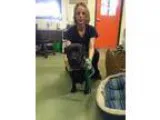 Adopt Pauline a Black Labrador Retriever  Mixed dog in Pensacola
