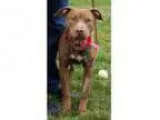 Adopt Destiny Diva- FREE DAY CARE a BrownChocolate American Pit