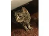 Adopt Ziva a Brown Tabby Domestic Shorthair (short coat) cat in 