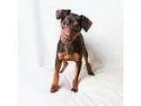 Adopt Reese s a BrownChocolate - with Tan Miniature Pinscher  Mi