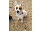 Adopt Bandit a Pit Bull Terrier