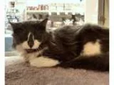 Adopt Chester a Gray or Blue (Mostly) Domestic Longhair  Mixed (