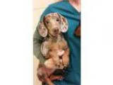 Adopt Herbie a RedGoldenOrangeCh estnut Dachshund  Mixed dog in 