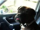 Adopt Gunner (foster) a Black Boxer  Mixed dog in Media PA (1528