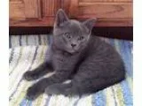 Adopt Ninja 1 a Gray or Blue Domestic Shorthair (short coat) cat