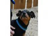Dog Boarding Training Grooming Daycare