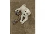 Adopt New Puppy a White - with Tan Yellow or Fawn Anatolian Shep