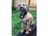 Adopt Heritage Whiskey a TanYellowFawn - with Black Pit Bull Ter