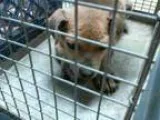 Adopt MISSION a German Shepherd Dog  Mixed dog in Tulsa OK (1531