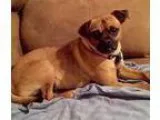Adopt Ozzy a Pug