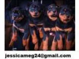charming German Rottweiler Puppies Available Now
