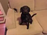 Adopt Madison a Black Labrador Retriever  Mixed dog in Denton TX