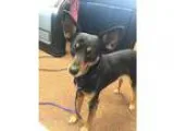 Adopt Max a Black - with Tan Yellow or Fawn Miniature Pinscher  