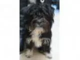 Adopt Blanche a Shih Tzu