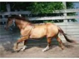 Versatile Dun Gelding