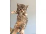 Adopt Heather a Brown Tabby Domestic Shorthair (short coat) cat 