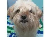 Adopt THEODORE a Shih Tzu