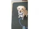 Adopt Douglas a TanYellowFawn Pug  Beagle  Mixed dog in Maryvill