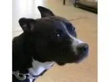Adopt Willow a Black - with White Pit Bull Terrier  Mixed dog in