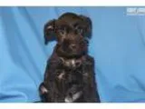 Miniature Schnauzer puppy with health guarantee