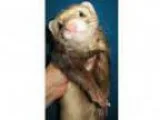 Adopt Beatrice and Bran a Ferret