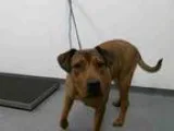 Adopt HOBBS a German Shepherd Dog  Labrador Retriever  Mixed dog