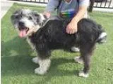 Adopt Shaggy a Old English Sheepdog Bearded Collie