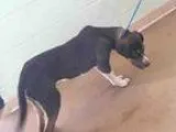 Adopt RIPLEY a Labrador Retriever  Mixed dog in Tulsa OK (152552