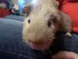 Adopt King George a Short-haired Guinea Pig