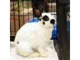 Adopt Karman a English Spot