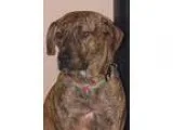 Adopt Maddie a Hound Boxer