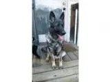 Adopt Kesha a German Shepherd Dog